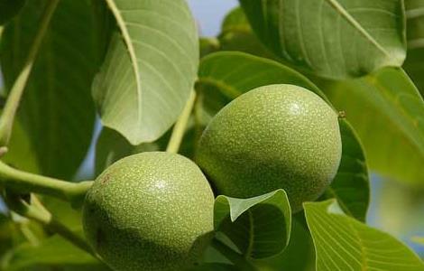 野核桃是不是核桃 野核桃是不是核桃树