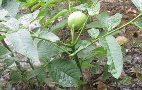 核桃树苗几年挂果 核桃树苗几年挂果好