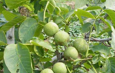 核桃树苗几年挂果