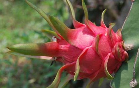 火龙果是仙人掌的果实吗（火龙果是仙人掌的果实吗?）