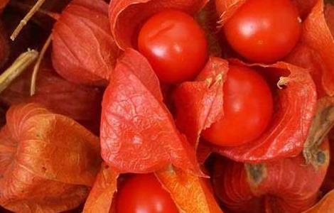 含羞果种植技术 含羞果种植技术要点