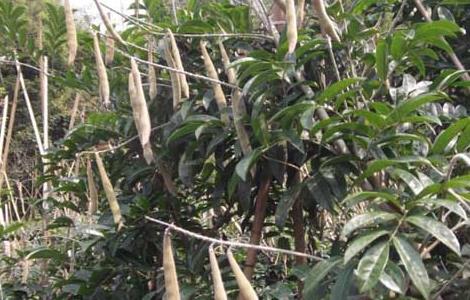 牛大力种植技术（牛大力种植技术,种植前景如何?）