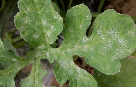 西瓜白粉病的防治方法（西瓜白粉病发病原因）