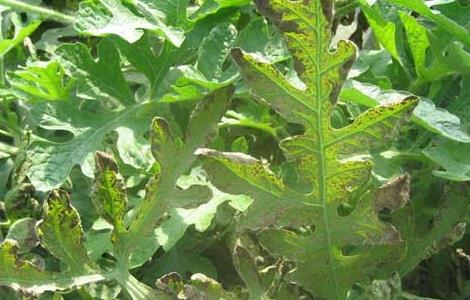 西瓜叶枯病的防治方法 西瓜叶枯病的防治方法视频