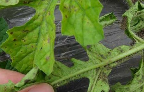 西瓜叶枯病
