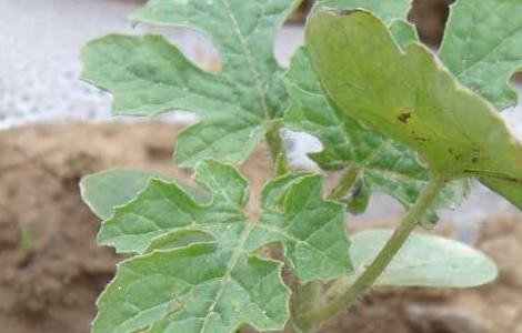 西瓜疫病的防治方法 西瓜疫病的防治方法视频