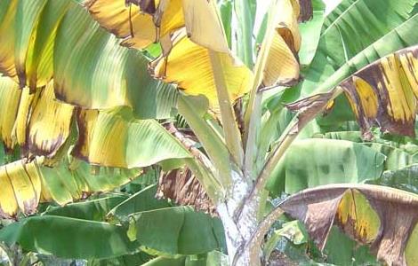 香蕉枯萎病的防治方法 如何防治香蕉枯萎病