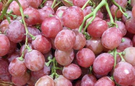 红提产地在哪里 无籽红提产地在哪里