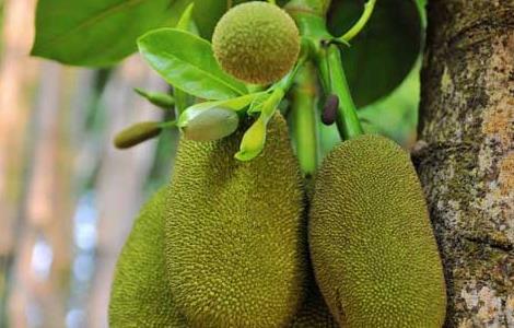 菠萝蜜长在哪里的（菠萝蜜长在哪儿的）