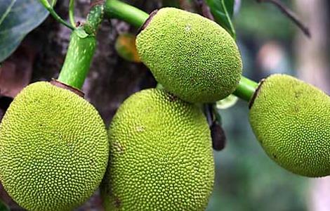 菠萝蜜什么时候上市 菠萝蜜是几月份上市