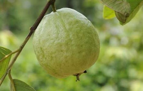 番石榴是什么水果 番石榴是什么水果?