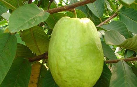 番石榴的种植技术 番石榴的种植技术视频科技苑