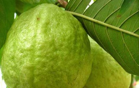 番石榴种子怎么种 番石榴种子怎么育苗