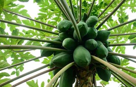 木瓜树种植技术 木瓜树栽培技术