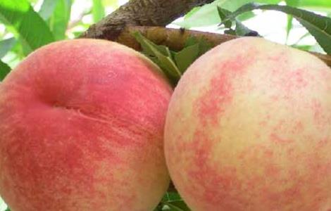 水蜜桃什么时候成熟（水蜜桃什么时候成熟采摘）