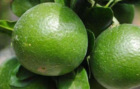 橘子几月份成熟上市 橘子的上市季节