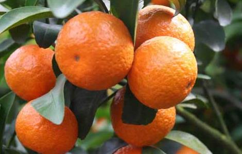 橘子产地在哪里（云南砂糖橘子产地在哪里）