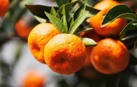 橘子树的种植技术 橘子树种植方法