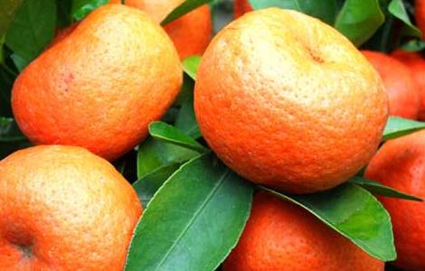 橘子树种植技术