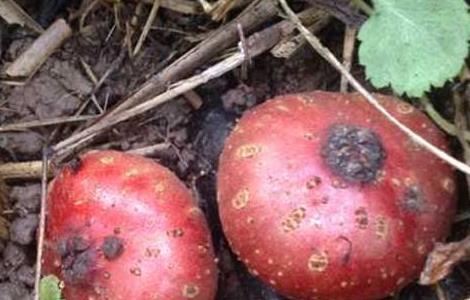 地枇杷的种植技术 枇杷栽植技术