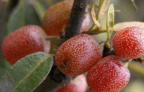 羊奶子是什么东西（羊奶里面有什么）