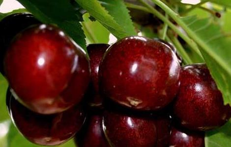 车厘子为什么那么贵 车厘子为什么那么贵他含有什么营养物质