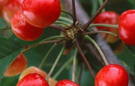 车厘子树苗哪里能买到 车厘子树苗哪里能买到呢