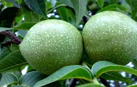 核桃腐烂病的防治方法 核桃腐烂病的防治方法有哪些