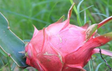 火龙果什么时候成熟（火龙果什么时候成熟可以采摘）