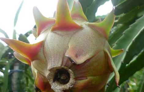 火龙果树长什么样（火龙果树是啥样）