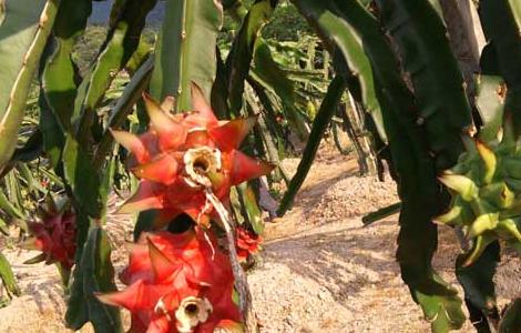 火龙果种植投资多少钱（火龙果种植投资多少钱一亩）