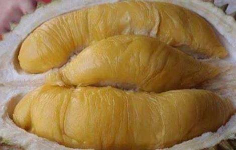 榴莲一次吃多少合适 榴莲一次吃多少合适?榴莲一天最多吃多少?