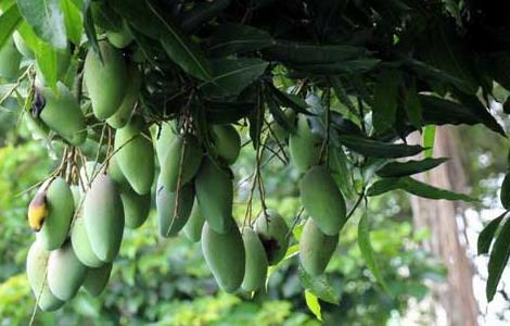 芒果树苗几年可以结果（芒果树苗几年能结果）
