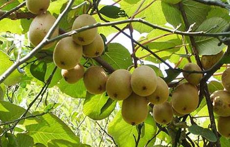 猕猴桃什么时候成熟 野生猕猴桃什么时候成熟