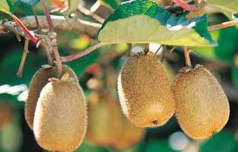 猕猴桃什么时候成熟