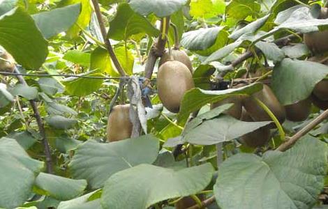 猕猴桃病虫害防治技术 猕猴桃病虫害防治技术视频