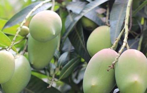 青芒果怎么算成熟了（青芒果什么时候算熟）