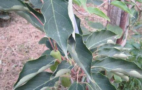 软枣猕猴桃种植技术