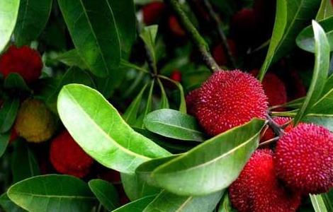 杨梅几月份成熟 荸荠杨梅几月份成熟