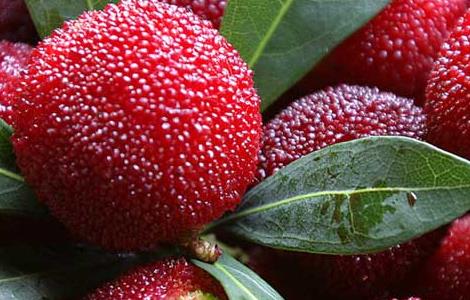 杨梅为什么有虫子（杨梅为啥有虫子）