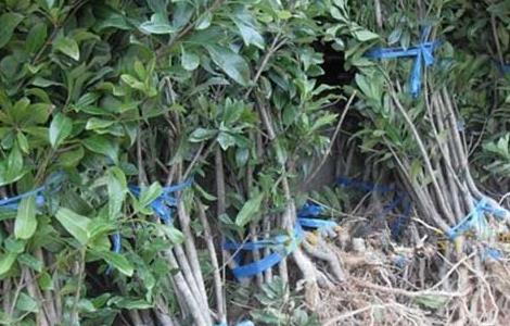 杨梅种子怎么种才好（杨梅种子怎么种才好呢）