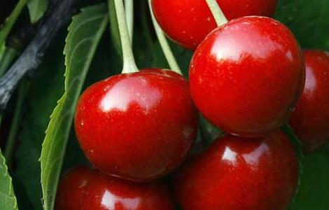 樱桃和车厘子哪个贵(樱桃跟车厘子哪个贵)
