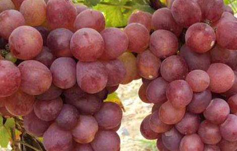 葡萄霜霉病怎么治才好 葡萄霜霉病怎么治才好呢