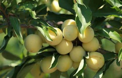 李子苗价格及种植方法（李子苗价格及种植方法图片）