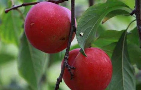 李子是酸性还是碱性（李子是酸性还是碱性食物）