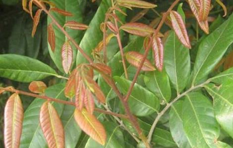 龙眼苗价格及种植方法（龙眼苗多少钱）