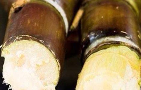 甘蔗什么时候成熟 西双版纳甘蔗什么时候成熟