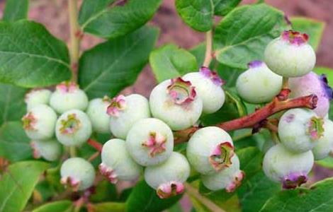 蓝莓种植要什么条件 蓝莓种植需要什么条件