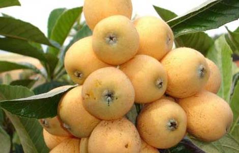 枇杷苗价格及种植方法（枇杷苗报价）