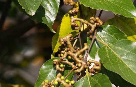 拐枣种子价格及种植方法